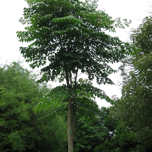 شیپوری درختی هندی
